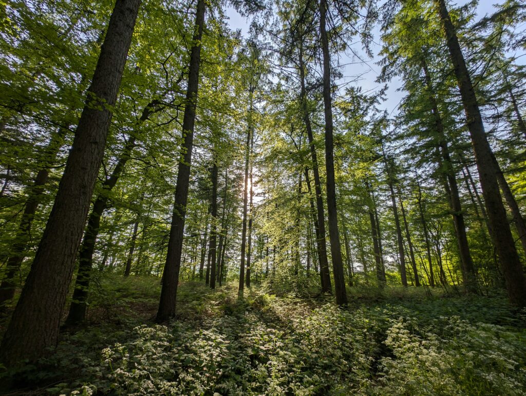 Bild von einem Wald